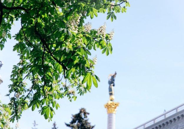 В Киеве цветут расцвели каштаны (фото)
